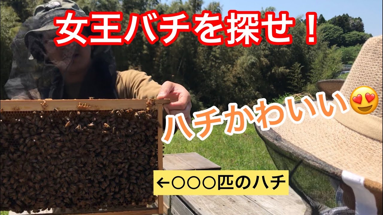 2023年5月リソルの森EP.6(最終話) リソルの森 超レアな女王バチは見つかるか!?そしてハチミツ抽出の感動の瞬間
