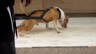 Hawaii Julz Pitbull Rock 1505