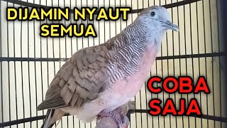 Download Lagu DIJAMIN NYAUT! PERKUTUT BANGKOK GACOR SUARA OKE UNTUK PANCINGAN PERKUTUT BANGKOK LAIN  MP3