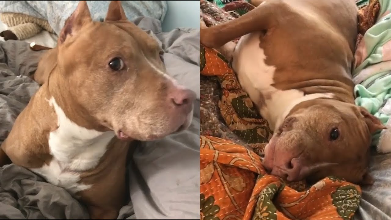 This Pit Bull's Rescue Story Is So Heartwarming YouTube