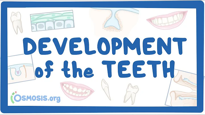 Development of the Teeth - DayDayNews