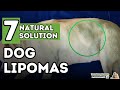 Dog Fatty Tumors: How to Tell and Treat Lipomas At Home