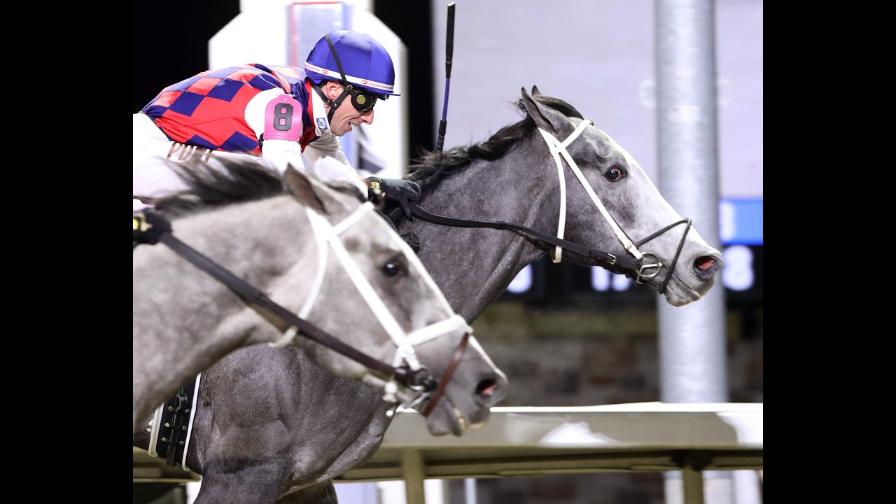 A gray outcome in Battaglia: 15-1 Great White holds off Fulleffort