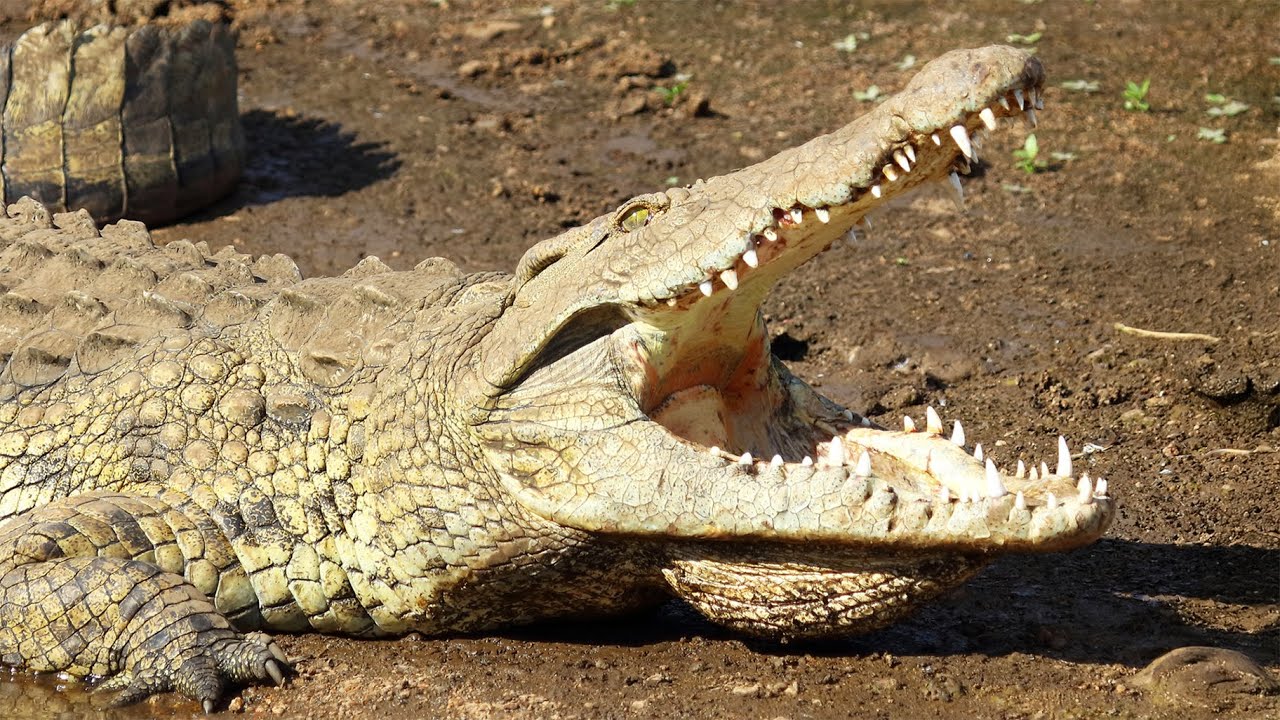 WILD WATERS: Deadly Wildlife Of The Nile River