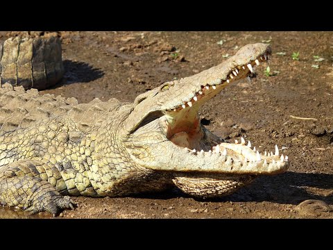 WILD WATERS Deadly Wildlife Of The Nile River 