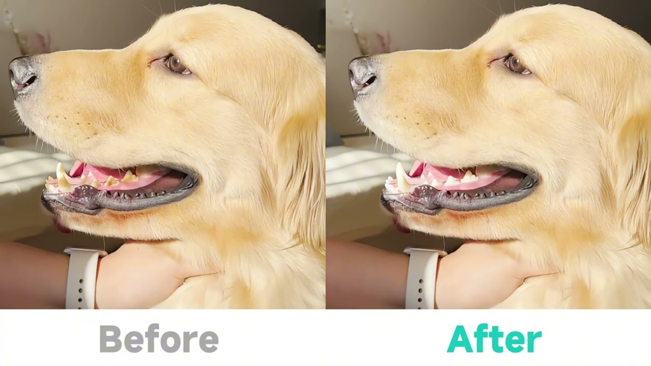 How to Clean Your Dog’s Teeth | Easy At-Home Dental Care with Finger Wipes