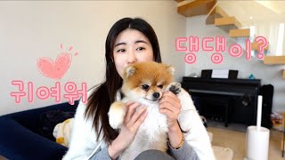 Let&#39;s Learn some Korean Words related to Cute Doggies!