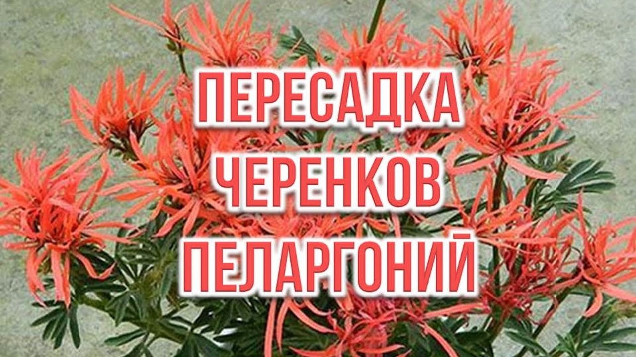 Пересадка черенков пеларгоний. Выпуск от 17.03.21