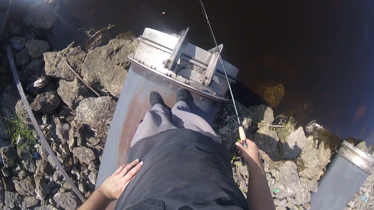 Wild caught Sinspillium SoFlo Cichlids