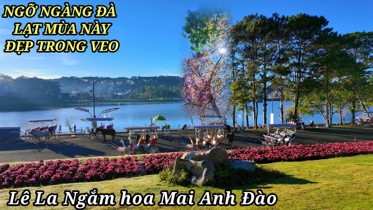 Ngỡ ngàng Đà Lạt mùa này đẹp trong veo, Lê la đi ngắm Mai Anh Đào