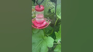 Took me forever to get any type of video of that #hummingbird