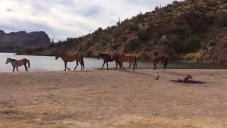 Wild Horses At Saguaro Lake