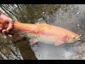 Fishing for Golden Rainbow Trout with Trout Magnets, Plugs and Corn