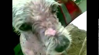 Doctor's cats n' dogs wash3.wmv