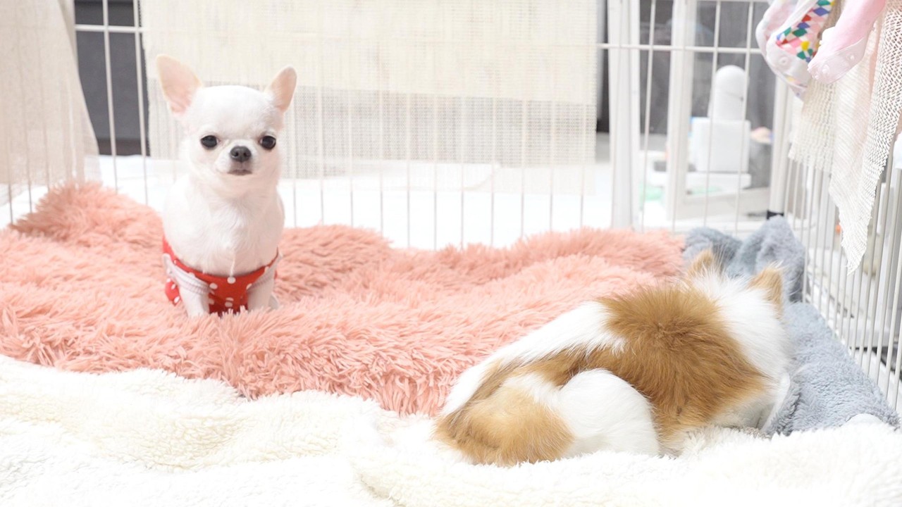 お婆ちゃんチワワの体調が心配で側に居るのかと思ったら全然違ったｗｗｗ