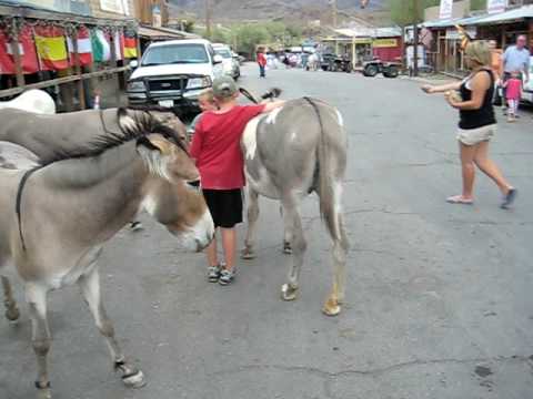 Carrot-stealing burros of Oatman, AZ