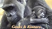 モモタロウの鳴き声 ゴリラ 13 京都市動物園 Gorilla Momotaro Youtube