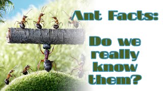 Consider the Ants