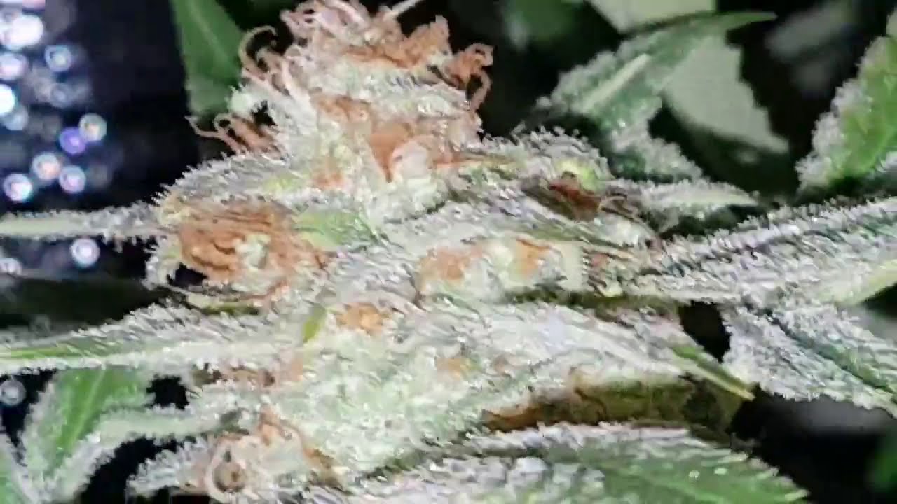 Tart Pops In House Genetics W.T.F. Genetics GMO x Jungle Cake Seed Junky Genetics (FDay 49)