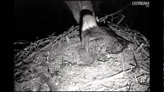 Decorah Eagles, 4-13-2012, 11:47 pm, Mom acts as windbreak