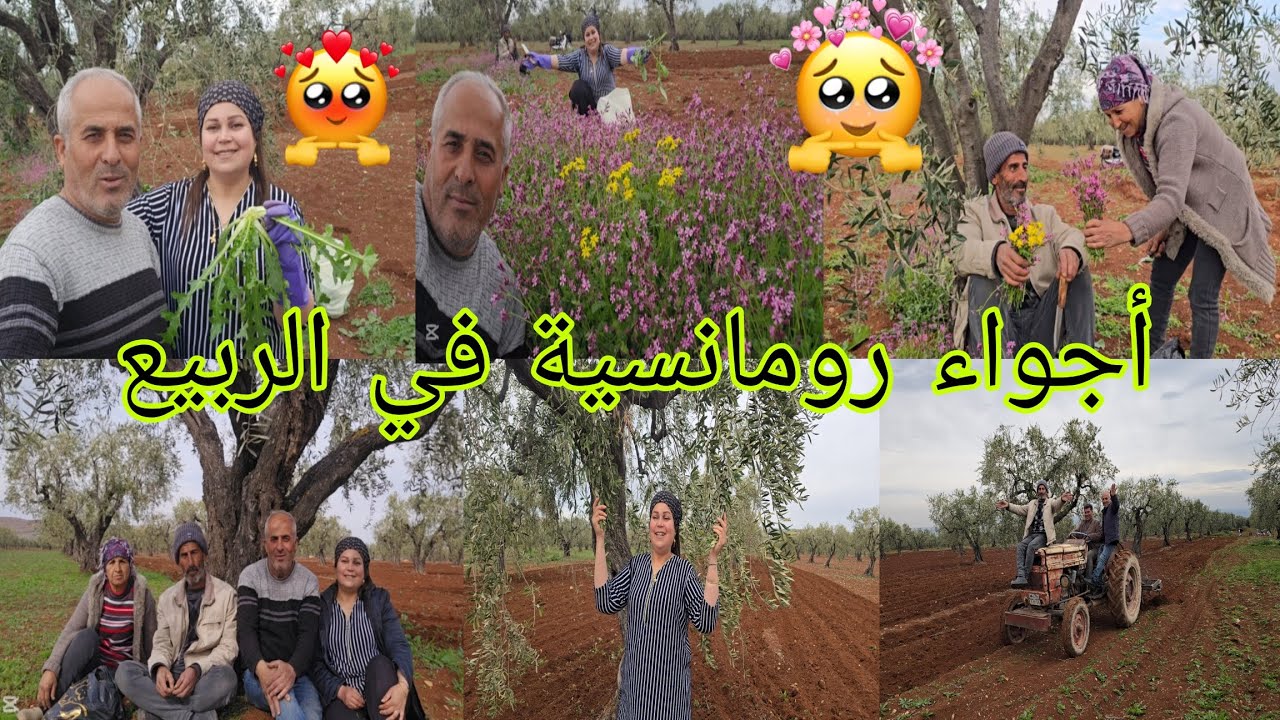 أجواء، رومانسية بين أراضي الزيتون في الربيع، مع فلاحة الأرض #قناه_ام_رودي #اكسبلور 