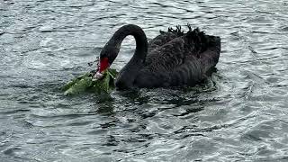 "A cygnet glides on the water and returns to a floating nesting platform in gusty weather 🦢🪺🐣🌊"