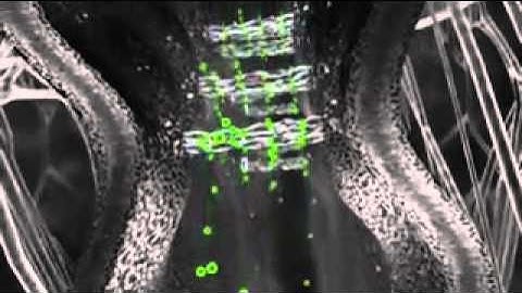 Cadherins Animation  2