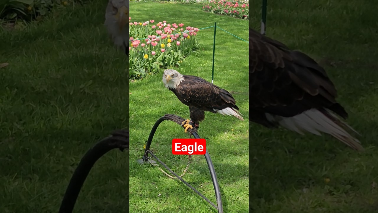 Eagle | Lithuania 