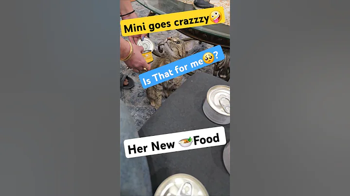 Watch the video about Mini Knows 😱We got Her Something 😚😘😚#cat #catfunny #kitten #catvideos #funnycatvideos #funny #pets