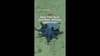 Scientists identify new tiny blue octopus species