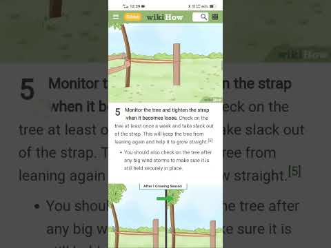 how to straighten a tree - YouTube