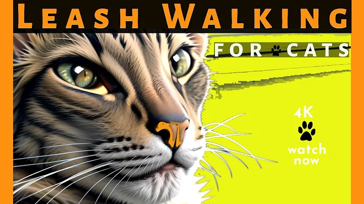 Video 8169121: curious oriental shorthair cat, leash train walk cat, compilation