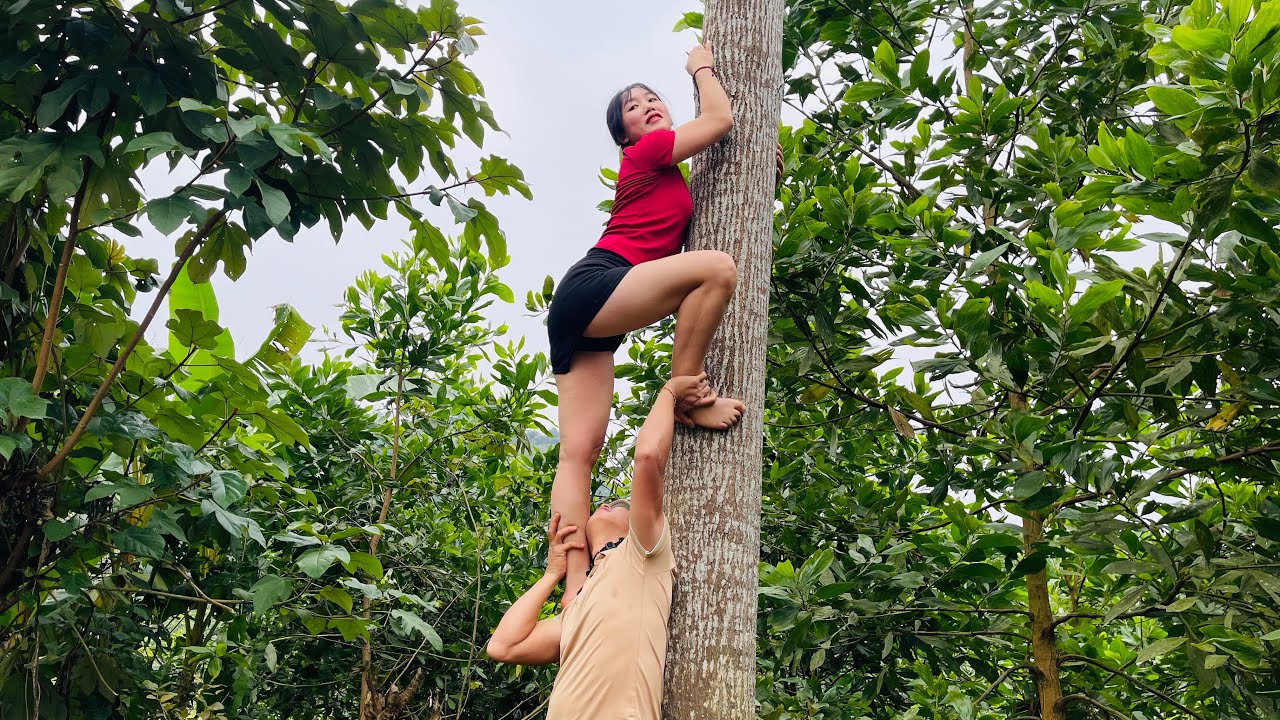Agricultural vehicles transporting timber; female loggers have to climb trees, which is extremely da
