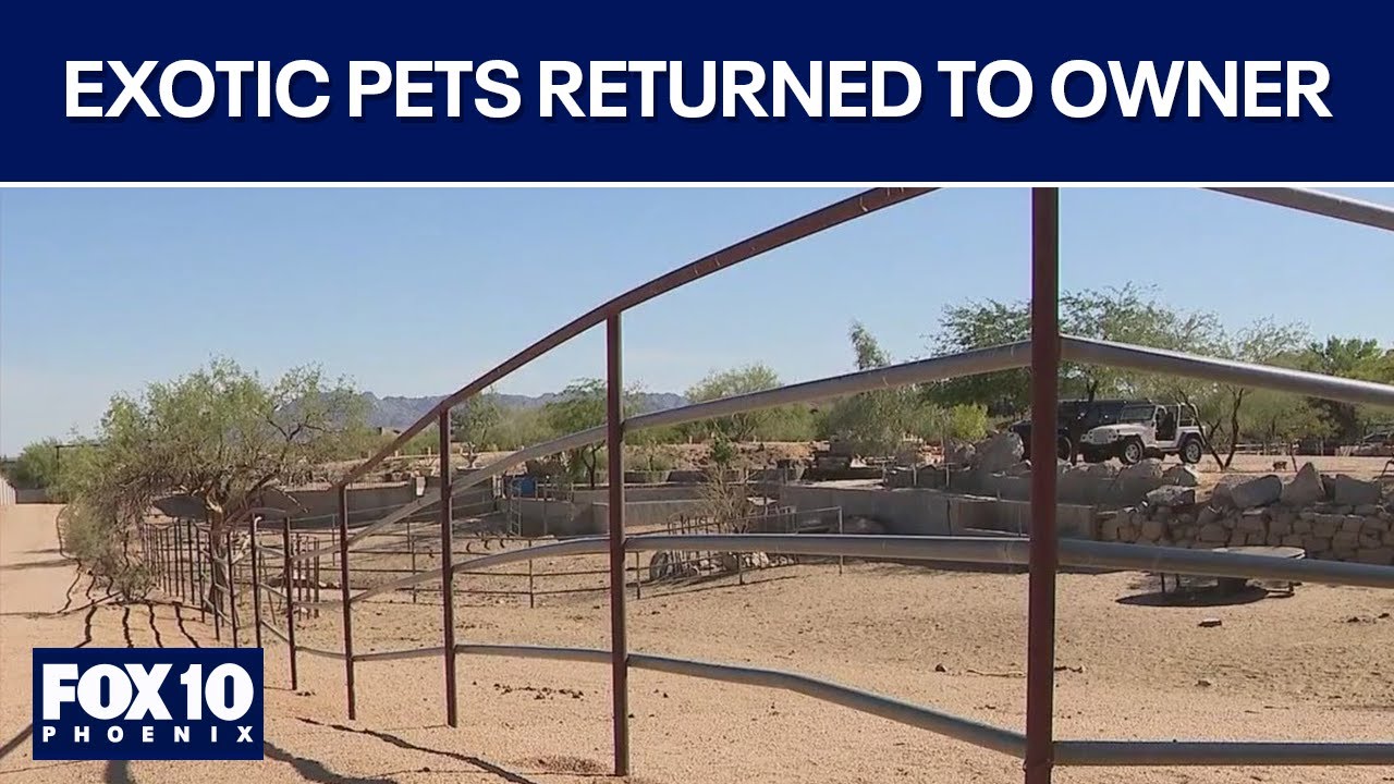 Dozens of seized exotic animals to be returned to owner | FOX 10 Phoenix