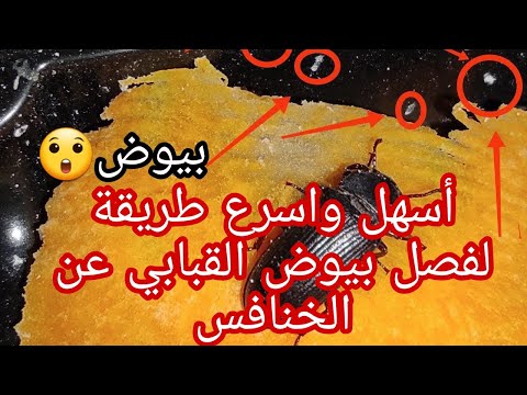 فيديو: كيفية رعاية الدعسوقة: 9 خطوات (بالصور)