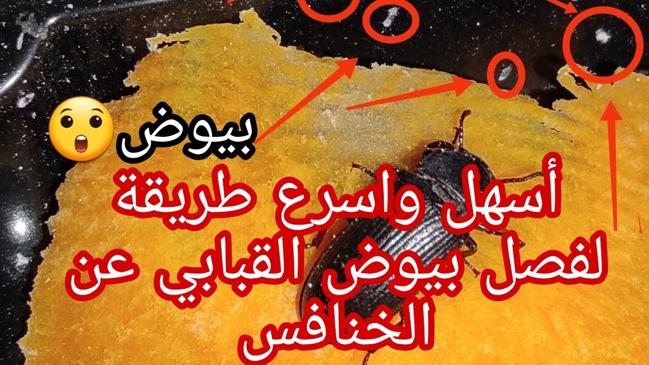 أسهل طريقة لفصل بيوض القبابي عن الخنافس