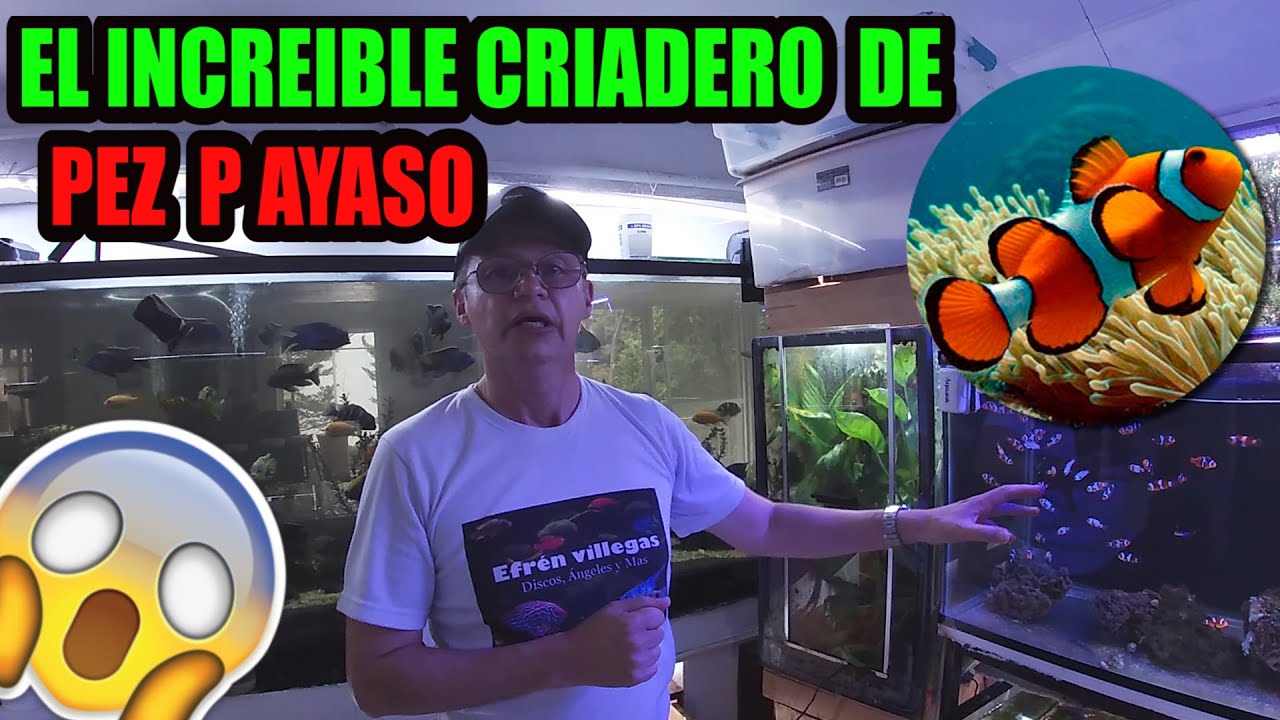 El ENORME criadero de Efrén Villegas peces payaso