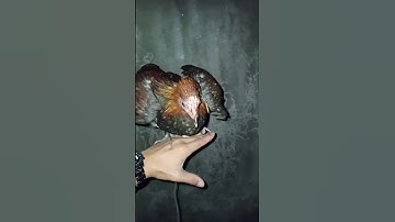 #ไก่ต่อ #birds #ไก่ป่า #wildlife #nature #ไก่ต่อ