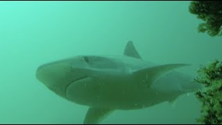 Soup Fin Shark Filmed off Laguna Beach Crystal Cove, California