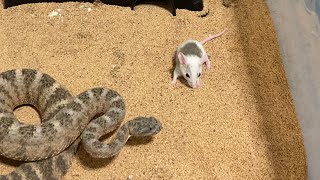Rat Gets Venom Drunk from the  Sniper Tiger Rattlesnake