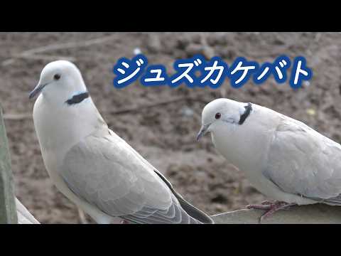 シラコバトに似た、ジュズカケバト（Barbary Dove） - YouTube