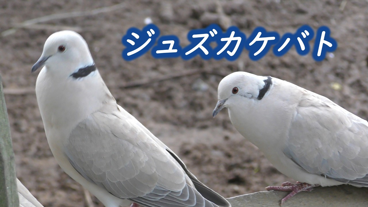 シラコバトに似た、ジュズカケバト（Barbary Dove） - YouTube