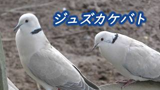 シラコバトに似た、ジュズカケバト（Barbary Dove） - YouTube