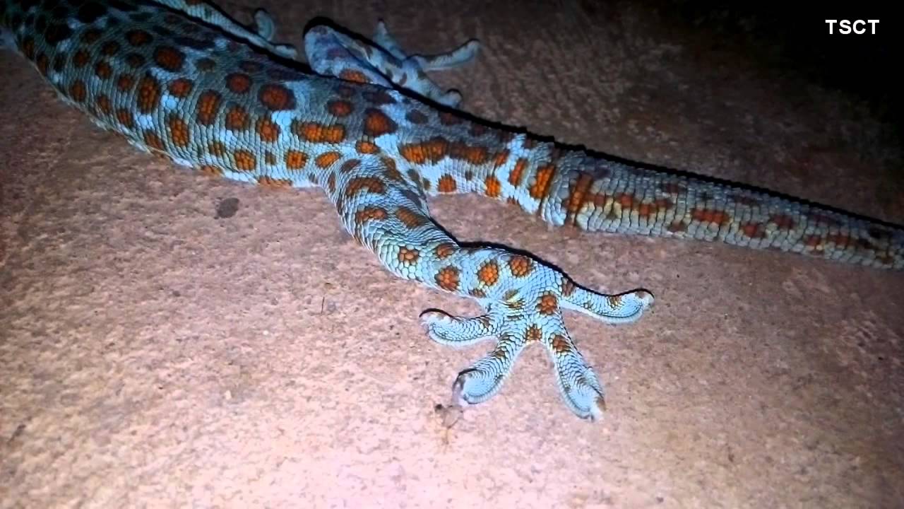 yawg pawj qes - 2015