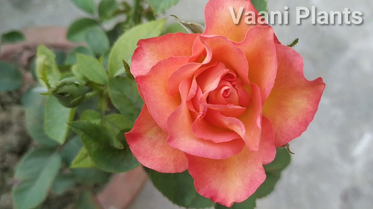 How to care rose plant's //Care of Rose plants/ Vaani plants/ YouTube