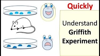 Griffith's Experiment - Discovery of Transforming Principal #Griffith'sExperiment #FriedrichMiescher