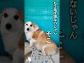 散歩嫌いな犬って存在するん? #コーギー #つーちゃん #corgi