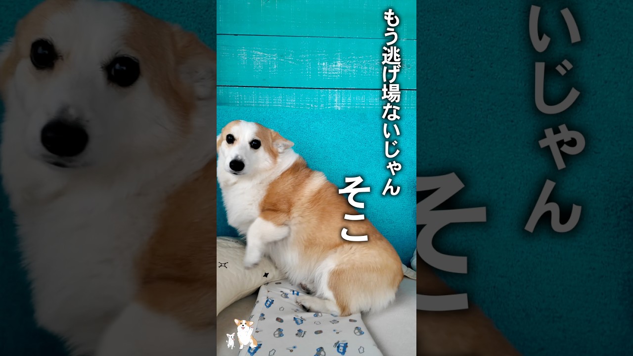 散歩嫌いな犬って存在するん? #コーギー #つーちゃん #corgi