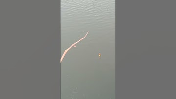 Câu cá rô phi tập 184