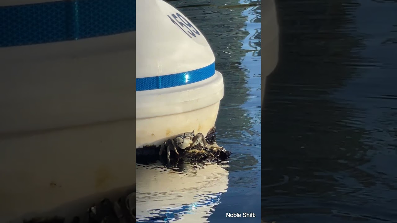 Taking a break from the rigorous crab life. 